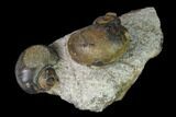 Two Ordovician Gastropod Fossils - Morocco #164096-2